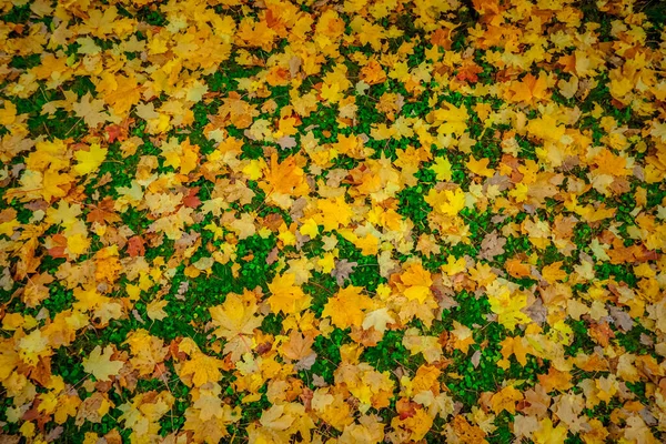 Sonbaharda Petersburg Yeşil Çimlerin Üzerine Düşen Sarı Yapraklar — Stok fotoğraf