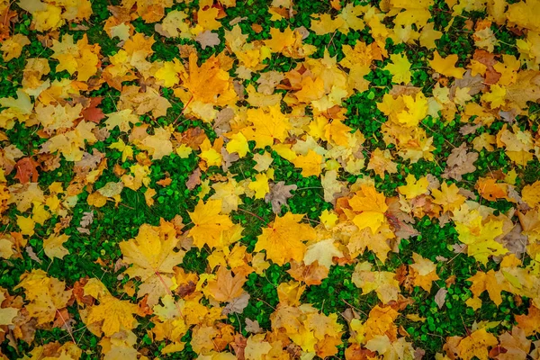 Folhas Amarelas Caídas Grama Verde Outono São Petersburgo — Fotografia de Stock