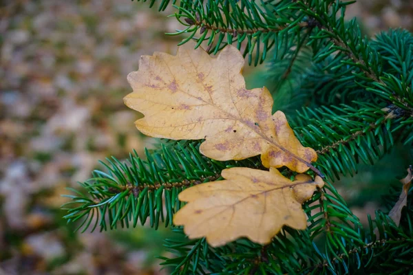 Jesienią Drzewo Iglaste Jesiennymi Liśćmi — Zdjęcie stockowe