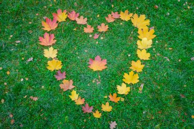 Sonbahar akçaağaç yapraklarından yapılmış yeşil çimlerde