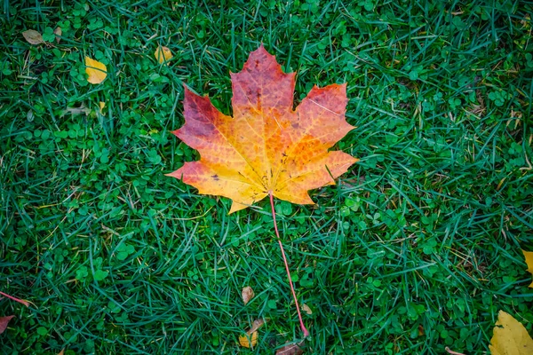 Een Herfst Esdoorn Blad Groen Gras — Stockfoto