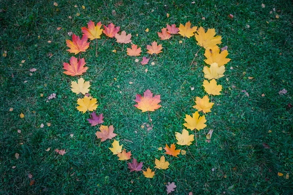 Heart made of autumn maple leaves on green grass