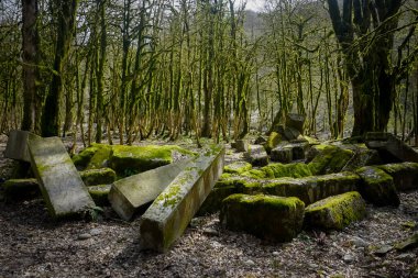 Yosun kaplı ağaçları olan güzel bir park.