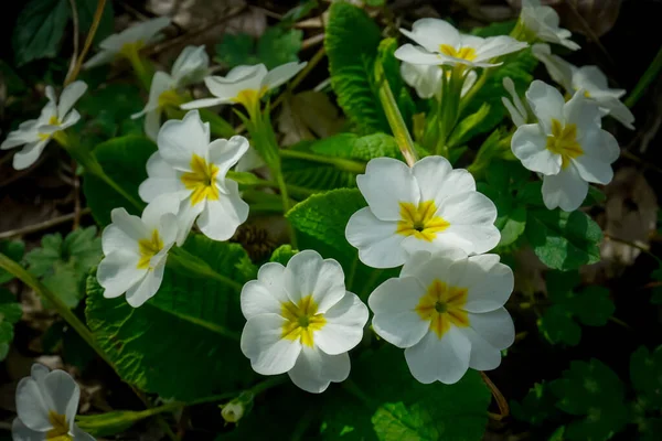 Belles Fleurs Fleurissent Printemps — Photo