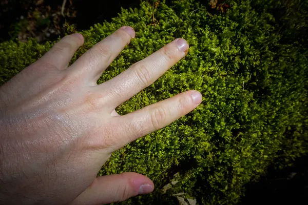 Mão Toca Musgo Árvore — Fotografia de Stock