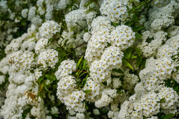 Beautiful Flowers Bloom Spring — Stock Photo, Image