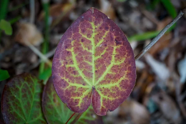 Gyönyörű Levél Epimedium Colchicum Növény — Stock Fotó