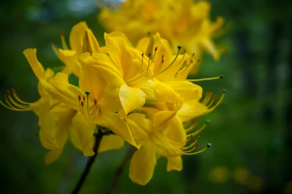 Flores Bonitas Florescem Primavera — Fotografia de Stock