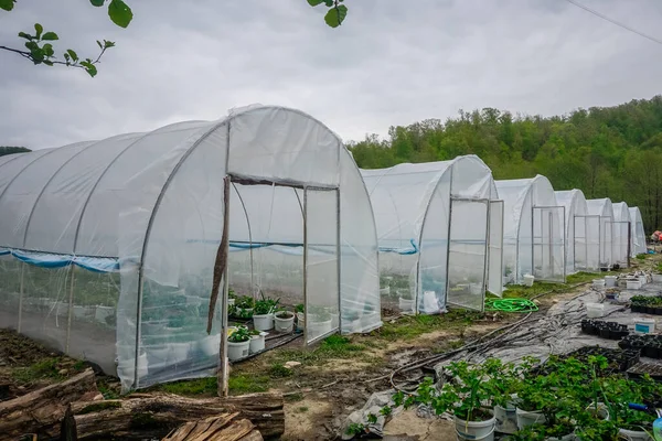 Many Greenhouses Meadow — Stock Photo, Image