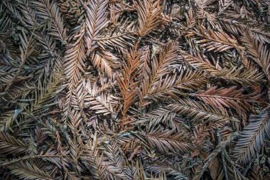 Birçok yaprak ormanda bir battaniye gibi dağıldı.