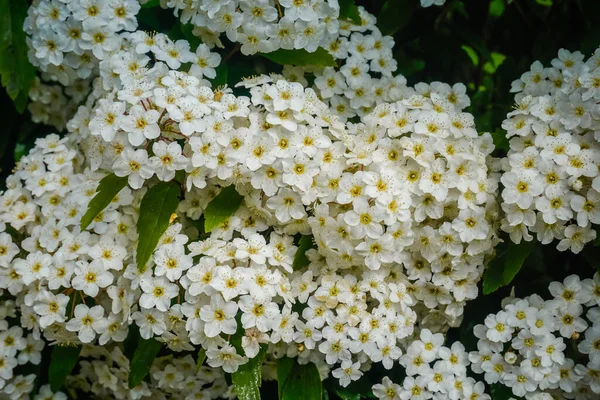 Beautiful Flowers Bloom Spring — Stock Photo, Image