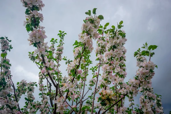 Hermosas Flores Durante Flor Manzana Primavera — Foto de Stock