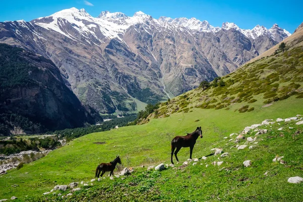 Dağlardaki bir çayırda iki at otluyor.
