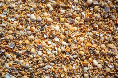 Rusya 'nın Dağıstan cumhuriyetindeki Hazar Denizi kıyısındaki deniz kabuğu sahili.