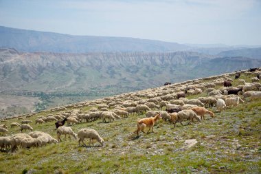 Dağıstan 'da büyük bir koç ve koyun sürüsü sürüyordu.