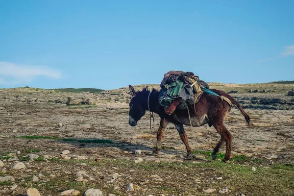 Asino Carico Provviste Nelle Montagne Del Daghestan — Foto Stock