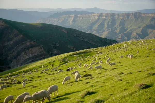 Gün batımında güzel yeşil bir çayırda koç ve koyun sürüsü.