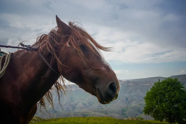 The face of a horse looking into the distance in the mountains