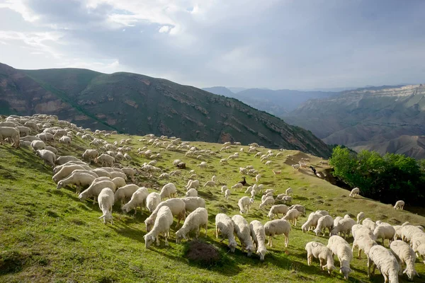 Flock of rams and sheep on a beautiful green meadow at sunset