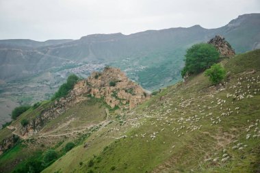 Dağıstan 'daki Gamsutl köyünün yakınına koç ve koyun sürüsü sürüyorum.