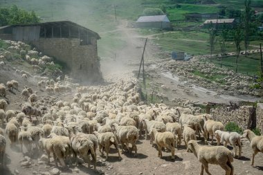 Dağıstan 'da büyük bir koç ve koyun sürüsü sürüyordu.