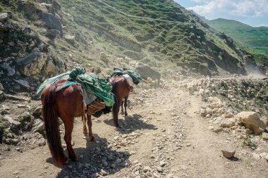 Atlı bir çoban, Dağıstan 'daki dağlarda koyun ve koç sürüsüne liderlik ediyor.