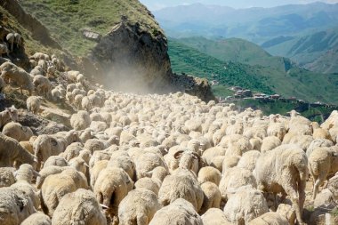 Dağıstan 'da büyük bir koç ve koyun sürüsü sürüyordu.