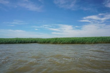 Hazar Denizi açıklarında uzun otlar.