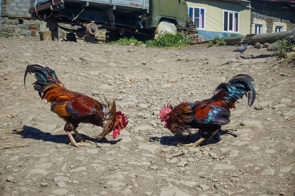 Two roosters are preparing for a fight in the village