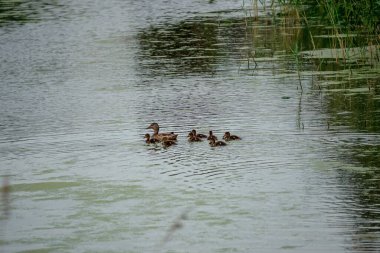 Ördekli ördek yavrusu gölette yüzüyor.
