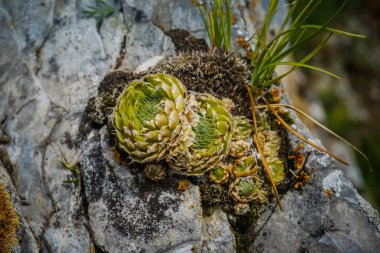 Kayadaki küçük taş güller