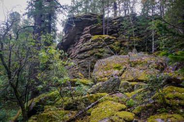 Krasnoyarsk Bölgesi 'nin Kuturchin Beyaz Dağları' ndaki güzel Sibirya taygası.