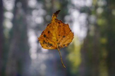 Sibirya 'daki ormanda örümcek ağında asılı bir yaprak.