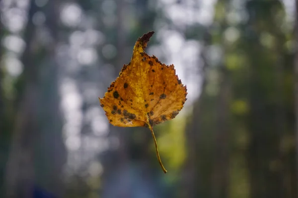 Levél Lóg Egy Pókhálóban Szibériai Erdőben — Stock Fotó