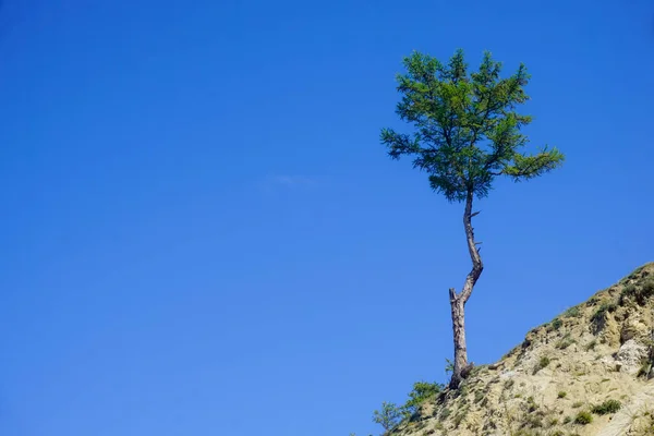 Árvore Solitária Uma Montanha Rochosa — Fotografia de Stock