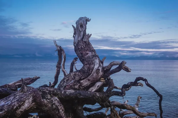 Unusual Roots Tree Coast Lake Baikal — Stockfoto