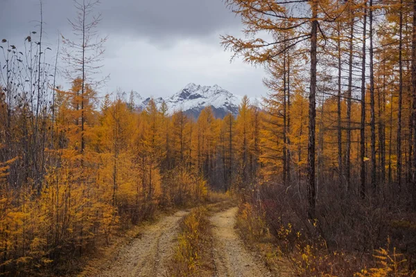 Μονοπάτι Δάσος Κορυδαλλών Φθινόπωρο Στην Περιοχή Trans Baikal Στη Ρωσία — Φωτογραφία Αρχείου