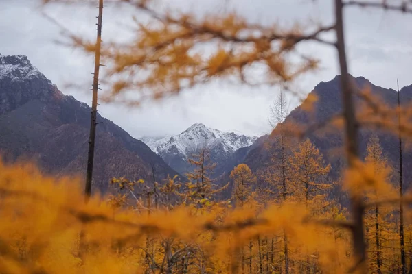 Golden Autumn Larch Trees Background Kodar Ridge — 图库照片
