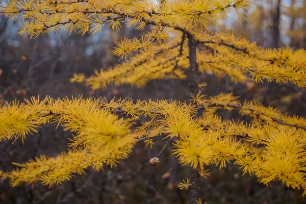 Branches Yellow Larch Tree Autumn Chara Desert — стокове фото