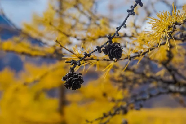 チャラ砂漠の秋の黄色のカラマツの木の枝 — ストック写真