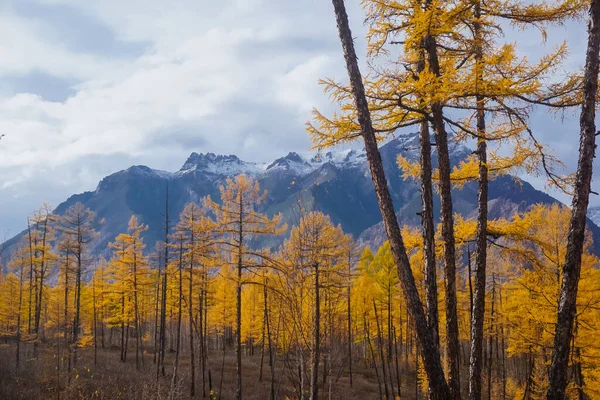 Golden Autumn Larch Trees Background Kodar Ridge — Zdjęcie stockowe