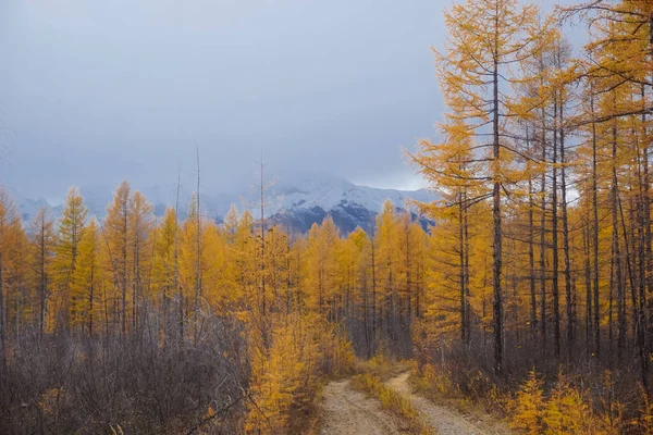 Trail Larch Forest Autumn Trans Baikal Territory Russia — 图库照片