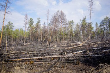 Trans Baykal bölgesindeki Tayga 'da eski yanmış ağaçlar.