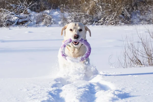 冬季白狗拉布拉多在雪地里玩耍 — 图库照片