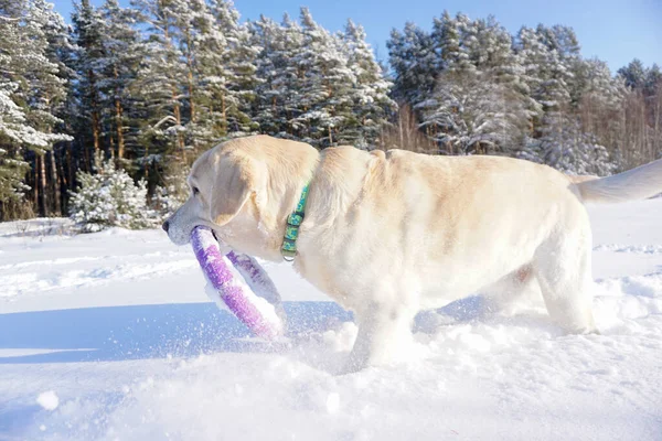 冬の雪の中で遊ぶ白い犬のラブラドール — ストック写真