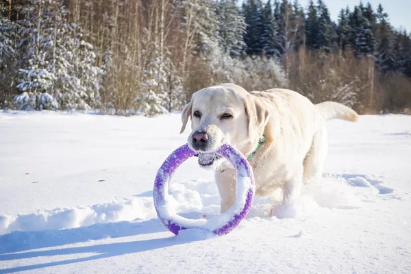 冬の雪の中で遊ぶ白い犬のラブラドール — ストック写真