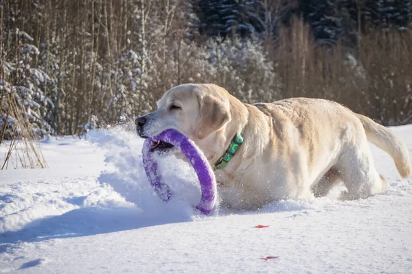 Beyaz Köpek Labrador Kış Mevsiminde Karda Oynuyor — Stok fotoğraf