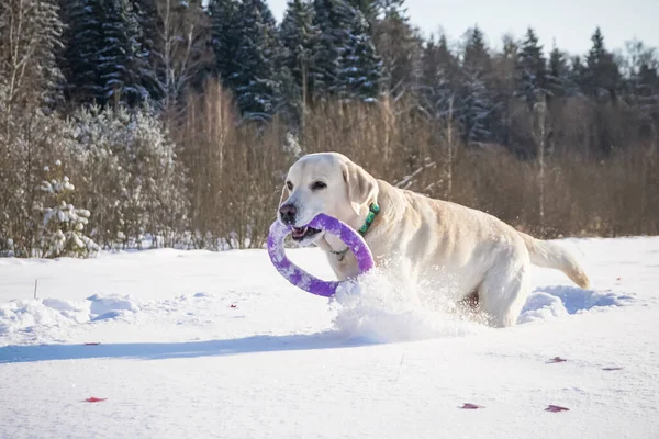 Beyaz Köpek Labrador Kış Mevsiminde Karda Oynuyor — Stok fotoğraf