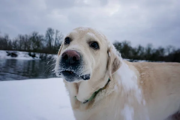 Лабрадор Белой Собаки Играет Снегу Зимний Сезон — стоковое фото