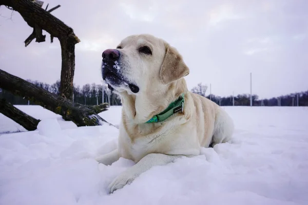 Labrador Cão Branco Jogando Neve Temporada Inverno — Fotografia de Stock